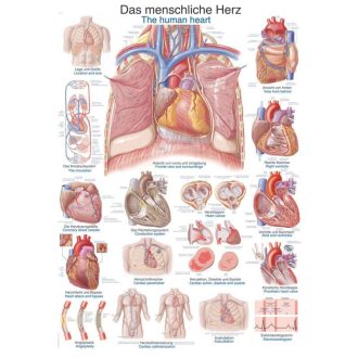 Chart The human heart