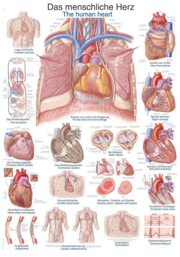 Anatomietafel Das menschliche Herz