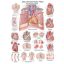 Anatomietafel Das menschliche Herz