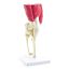 Knee joint model