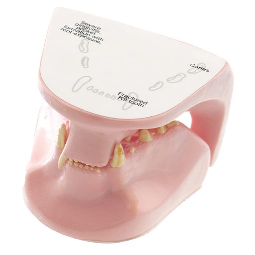 Feline jaw model