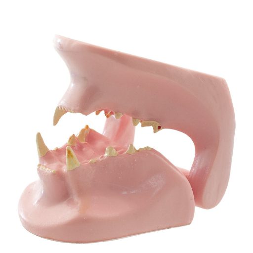Feline jaw model