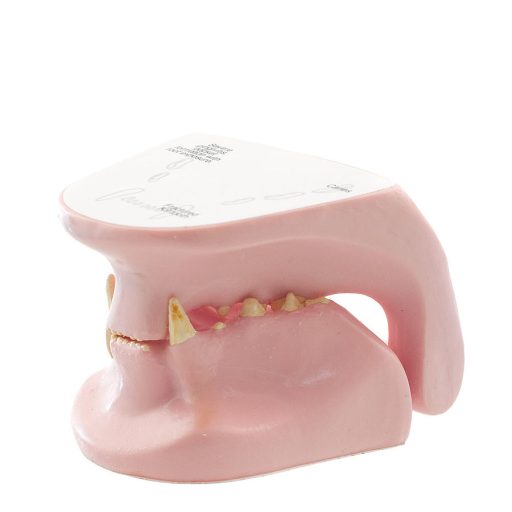 Feline jaw model