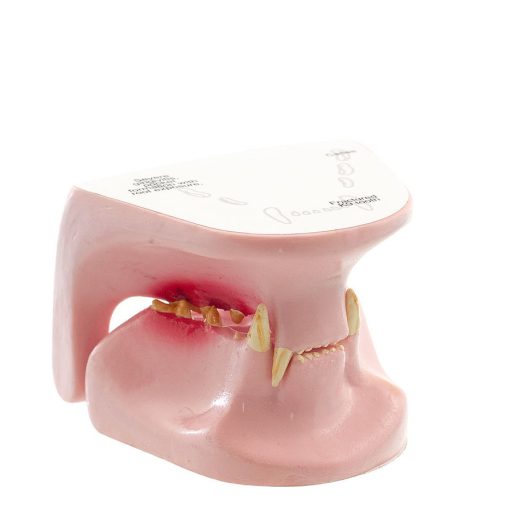 Feline jaw model
