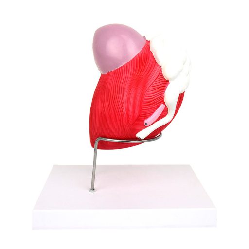 Male bladder model