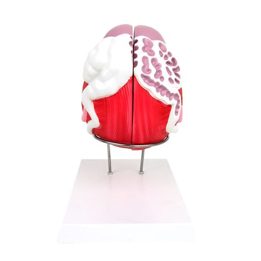 Male bladder model