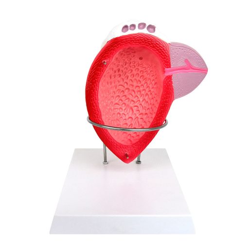 Male bladder model