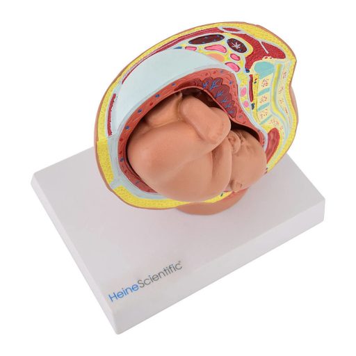 Pelvis model with foetus