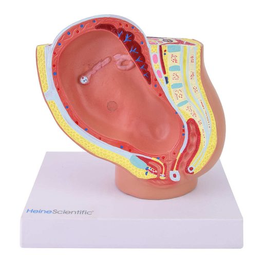 Pelvis model with foetus