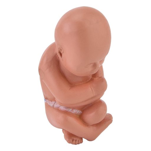 Pelvis model with foetus