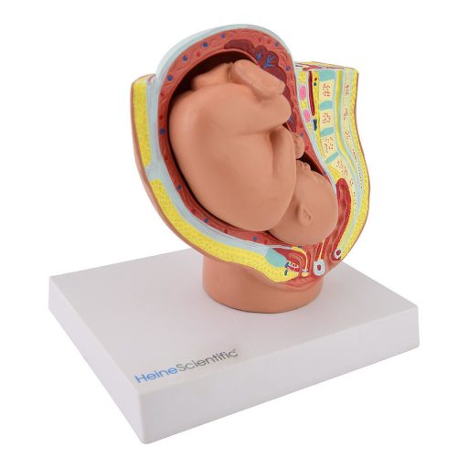 Pelvis model with foetus