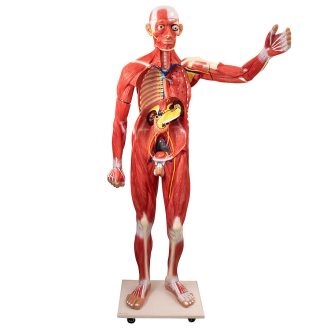 Life-size model of a human