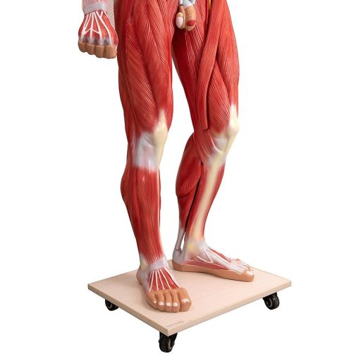 Naturalnej wielkości model człowieka