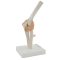Elbow skeleton model with ligaments