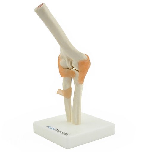 Elbow skeleton model with ligaments