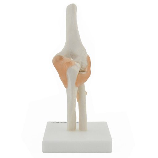Elbow skeleton model with ligaments