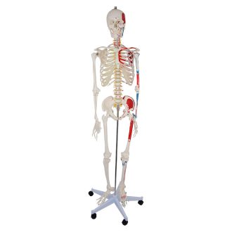 Life-size skeleton model