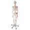 Life-size skeleton model