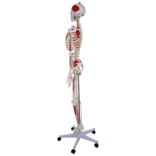 Life-size skeleton model