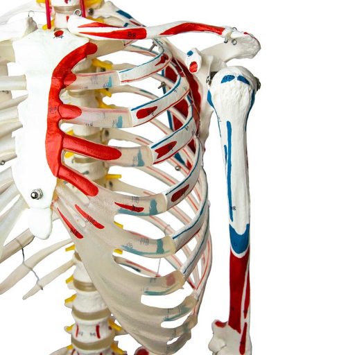 Life-size skeleton model