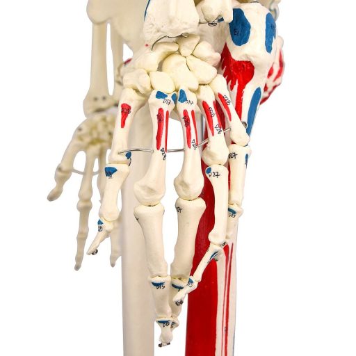 Life-size skeleton model