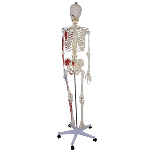 Life-size skeleton model