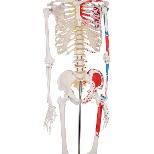 Life-size skeleton model