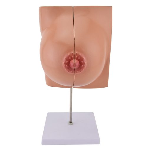 Female breast model