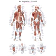 Human muscles poster