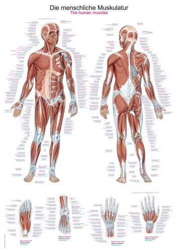 Menschliche Muskeln Poster