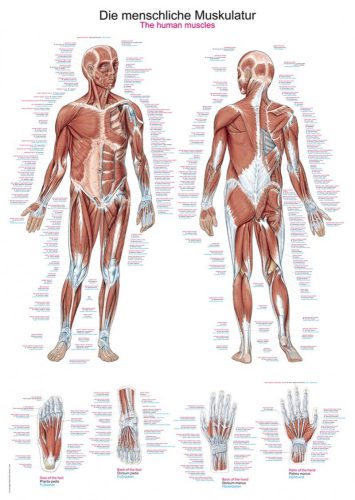 Human muscles poster