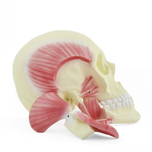 Masticatory muscles model