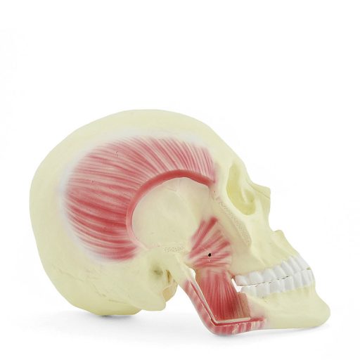 Masticatory muscles model