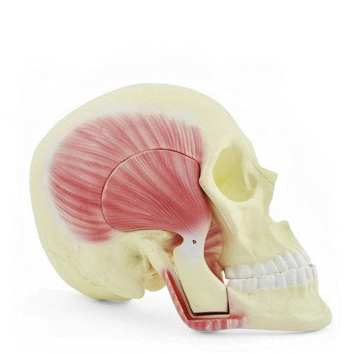Masticatory muscles model