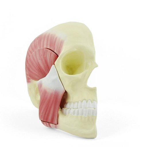 Masticatory muscles model