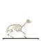 Goat skeleton