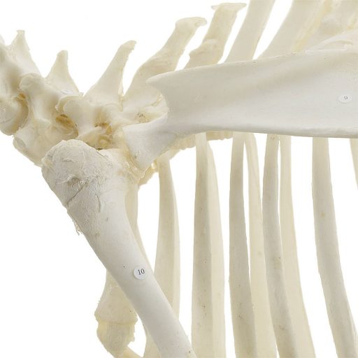 Goat skeleton
