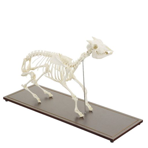 Goat skeleton