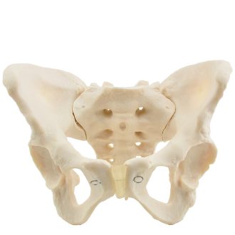 Skeletal pelvis model | female