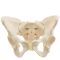 Skeletal pelvis model | female
