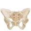 Skeletal pelvis model | female
