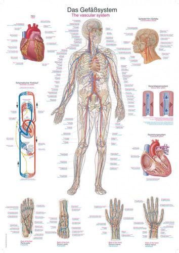 Vascular system poster
