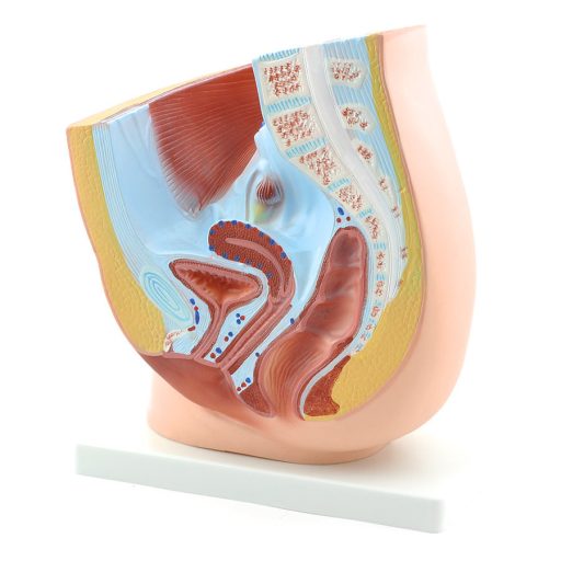 Female pelvic model