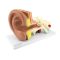 Anatomical ear model (3x enlarged)