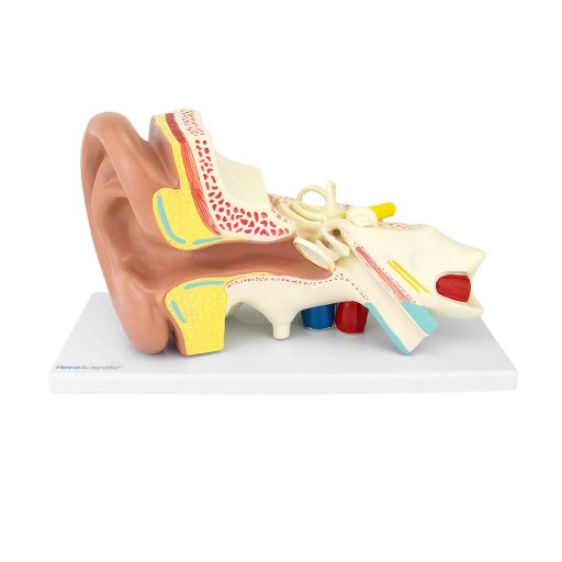 Anatomical ear model (3x enlarged)
