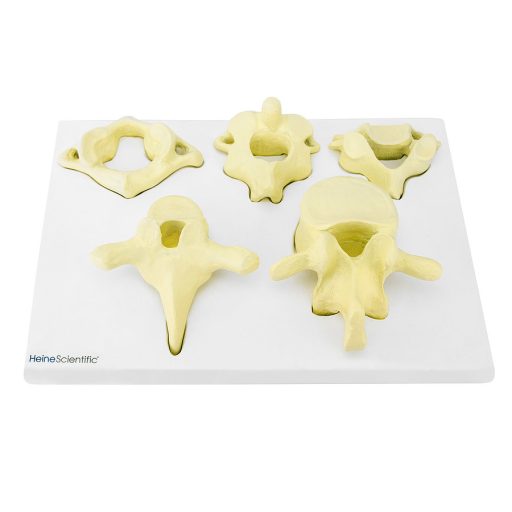 Vertebrae collection
