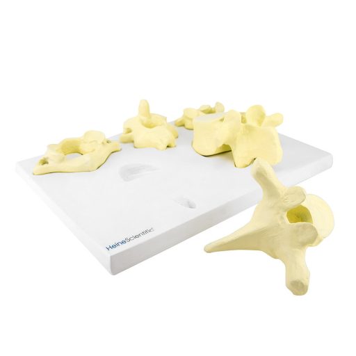 Vertebrae collection