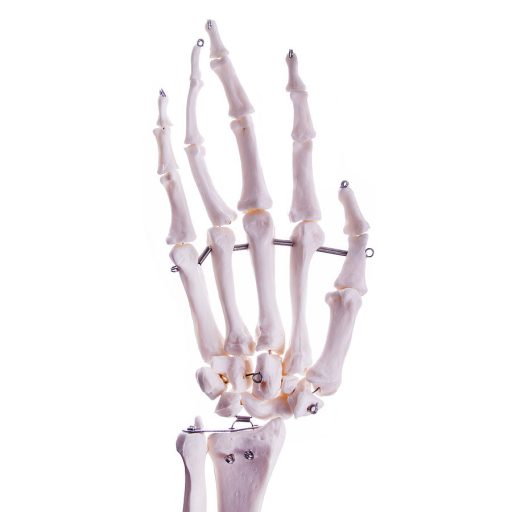 Skeleton arm model