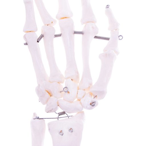 Skeleton arm model