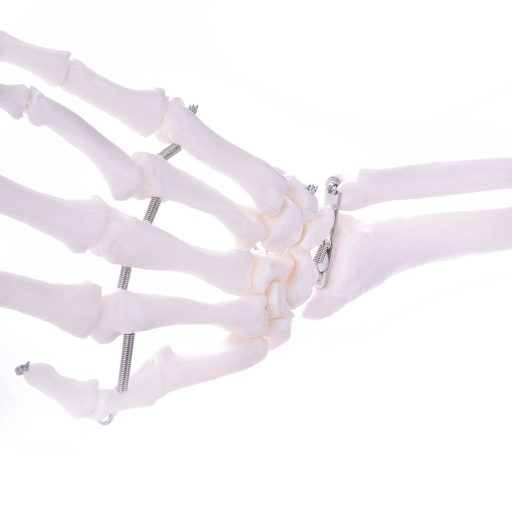 Skeleton arm model